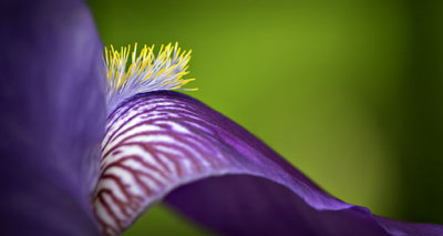 Purple Iris Petal P1070392-400