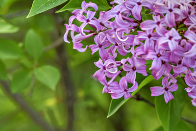 Lilac Blossoms P1070480-1
