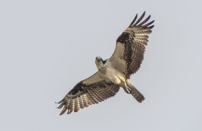 Osprey In Flight P1070092