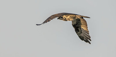 Osprey In Flight P1070088