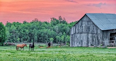 Horse Pasture At Sunrise P1070562-4