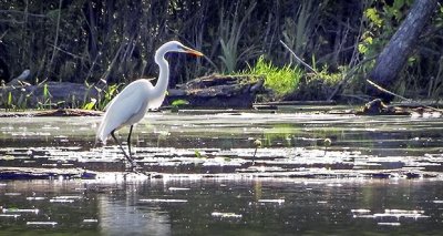 Great Egret Hunting DSCF10831-3