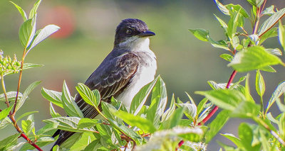 Kingbird In A Bush DSCF1001