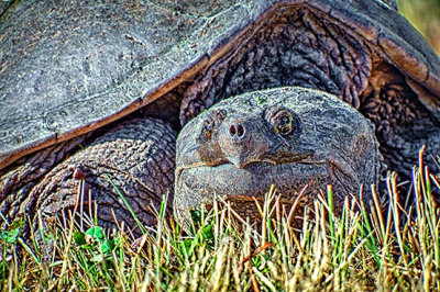 Common Snapping Turtle DSCF11116-8