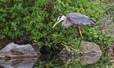 Heron Stalking DSCF11185