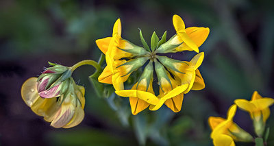 Yellow Wildflower P1070694-6