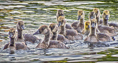 Gaggle Of Goslings DSCF11262