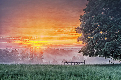 Fence & Tree In Foggy Sunrise P1070366-72