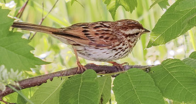 Sparrow On A Branch DSCF11553-4