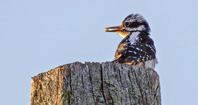Hairy Woodpecker Atop A Pole DSCF12247