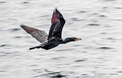 Cormorant In Flight DSCF12585