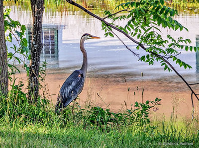 Heron Beside The Canal DSCF12918-20