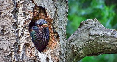 Starling In A Flicker Hole DSCF12948-50