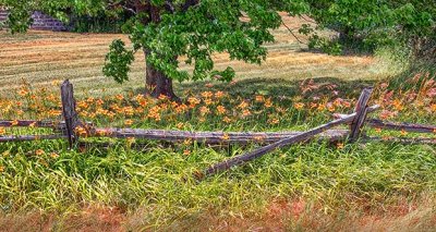 Daylilies & Split Rail Fence DSCF13244-6