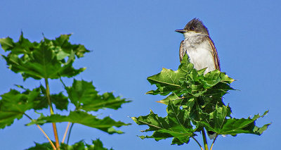 Kingbird In A Treetop DSCF13188