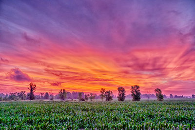 Sunrise Over Cornfield P1080656-8