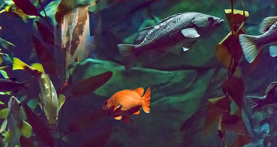Orange Fish P1080839