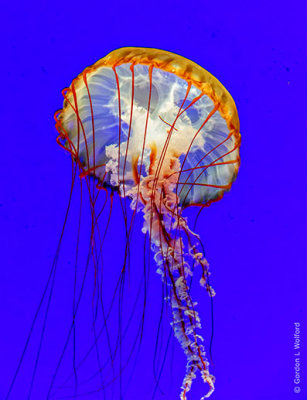 Jellyfish P1080919