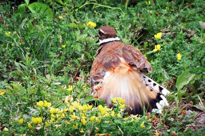 Killdeer Distraction Display DSCF13695