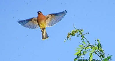 Cedar Waxwing Taking Flight DSCF13752