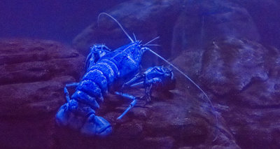 Blue Lobster P1080819-21