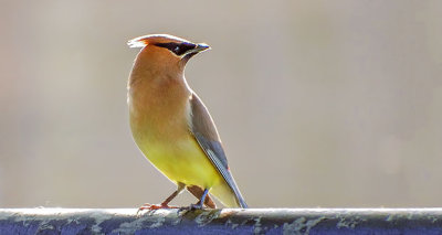 Backlit Waxwing On A Railing DSCF13799