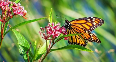 Monarch Butterfly DSCF14202