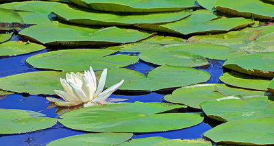 Water Lily DSCF14523-5