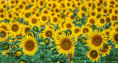 Sunflowers Gallery