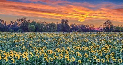 Sunflower Field At Sunrise P1090648-53