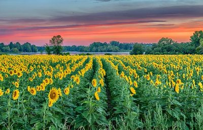 Sunflower Field At Sunrise P1090690-5