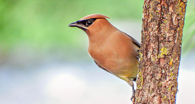 Cedar Waxwing DSCF14859