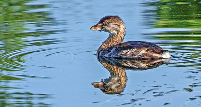 Grebe DSCF14903