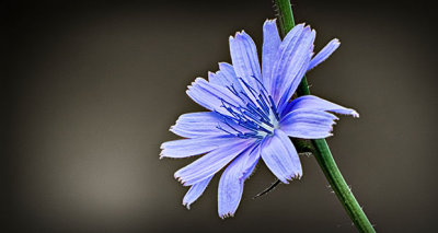 Chicory Flower DSCF14944