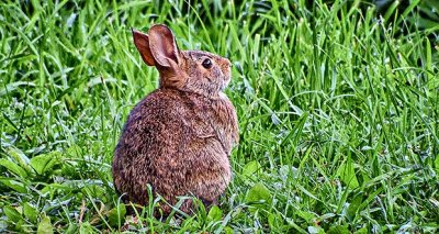 Rabbit In The Grass DSCF14978-80