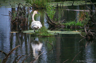 Swamp Swan DSCF15202