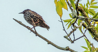 Starling On A Branch DSCF21654