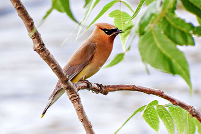 Cedar Waxwing With A Catch DSCF14812