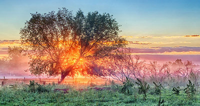 Tree In Sunrise P1130003-9