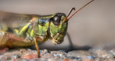 Grasshopper Close Up P1130970