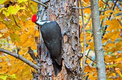 Pileated Woodpecker DSCF23465