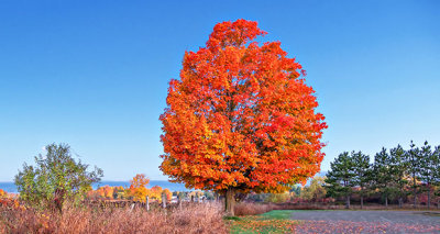 Autumn Tree P1140268