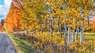 Roadside Autumn Trees P1140275-7