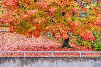 Autumn Tree P1140744-6