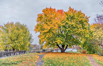 Half-Autumn Tree P1140762-4