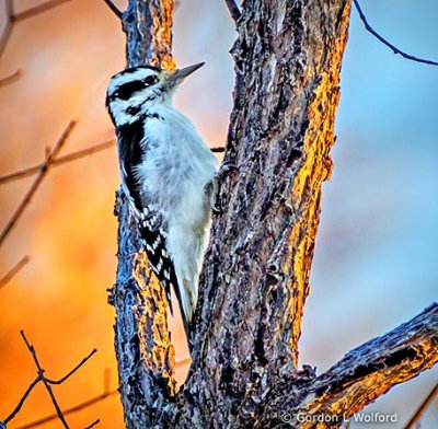 Woodpecker At Sunrise P1140952