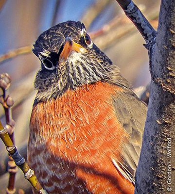 Robin Stare Down DSCN00705