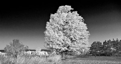 Autumn Tree Faux IR P1140268