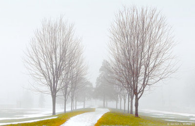 Rows Of Bare Trees In Fog DSCN01206
