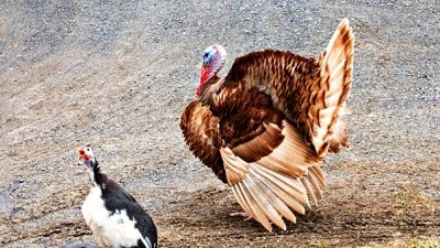 Strutting Tom Turkey DSCN01444